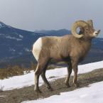 Bighorn sheeps
 / Горные бараны